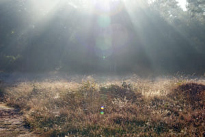 Coach Angelique Wibier Wandelcoach Beweeg naar jezelf wandelen kanker borstkanker angst rust balans verlangen stress burnout scheiding natuur groepswandeling regie helderheid acceptatie leven beweging hulp wandelcoaching coaching impact kracht talent resultaat wijchen nijmegen alverna hatertse vennen waal maas uiterwaarden bos heumensoord duivelsberg themawandeling spiegel voelen positief samen luisteren oplossing deskundig energie ontevreden deskundig leur hernen