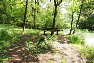 Coach Angelique Wibier Wandelcoach Beweeg naar jezelf wandelen kanker borstkanker angst rust balans verlangen stress burnout scheiding natuur groepswandeling regie helderheid acceptatie leven beweging hulp wandelcoaching coaching impact kracht talent resultaat wijchen nijmegen alverna hatertse vennen waal maas uiterwaarden bos heumensoord duivelsberg themawandeling spiegel voelen positief samen luisteren oplossing deskundig energie ontevreden deskundig leur hernen